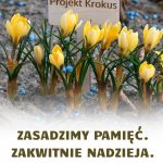 Projekt krokus